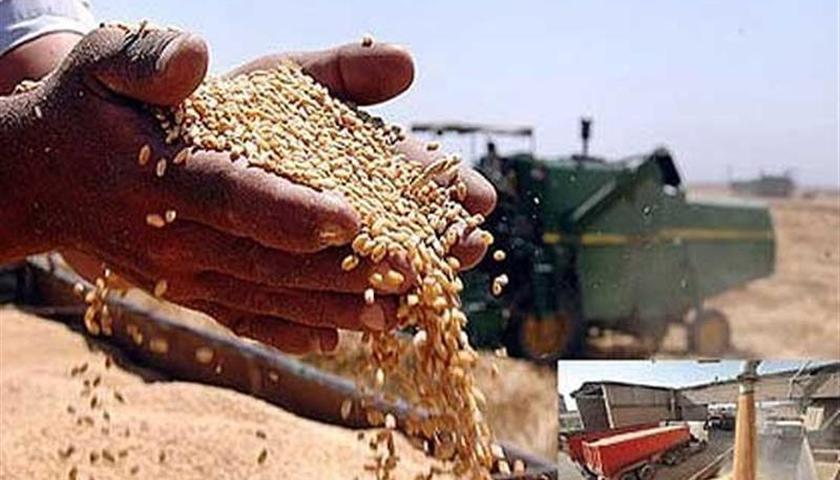 خرید تضمینی گندم از کشاورزان کردستانی به ۷۵۲ هزار و ۲۴۷ تن رسید
