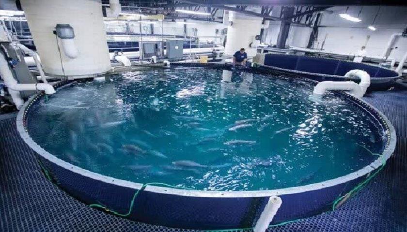 راه‌اندازی دومین مزرعه پرورش ماهی با فناوری نانوحباب در سنقر؛ گامی نو در بهره‌وری آب و توسعه صادرات به عراق