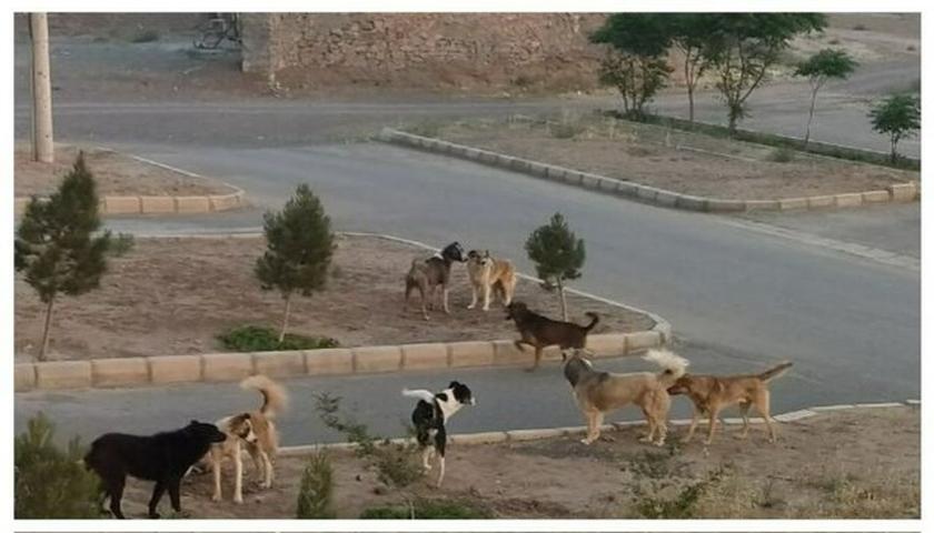 کابوس بی پایان جولان سگ‌های ولگرد در کرمانشاه 