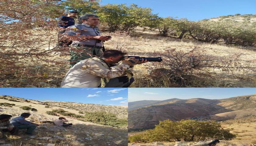 ماجرای درگیری پلنگ با سگ‌های گله در شهرستان پاوه چه بود؟ 