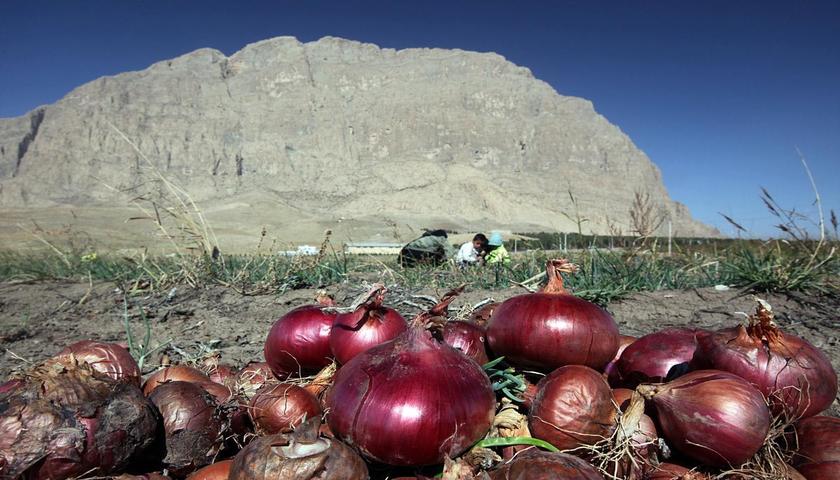 پیاز هرسین راهی عراق و پاکستان شد؛ تولید از ۱۱ هزار تن گذشت
