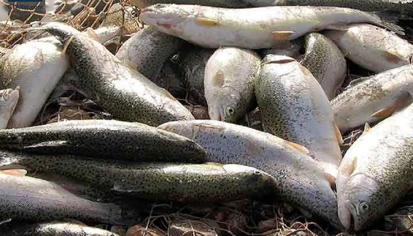 نیمی از ماهیان گرمابی کرمانشاه به بازار عراق صادر می شود