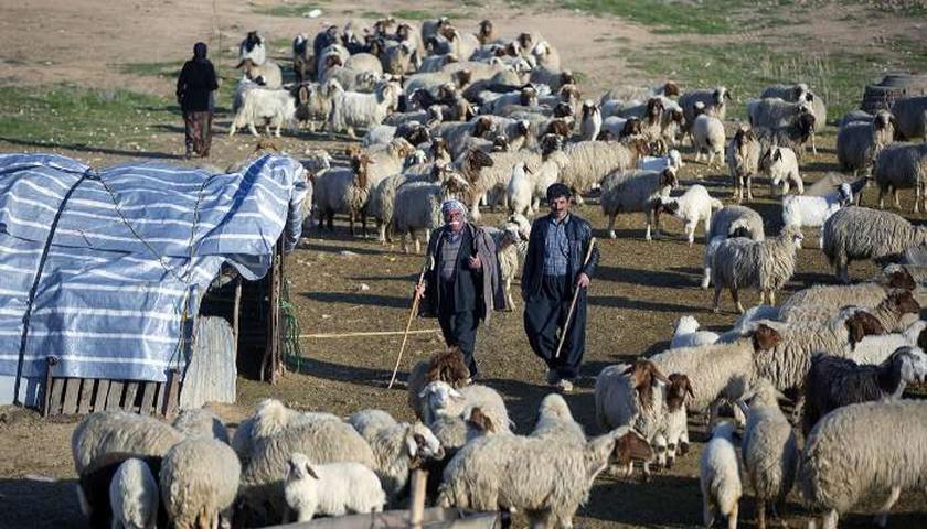 تأکید فرماندار قصرشیرین بر رسیدگی فوری به مشکلات عشایر قشلاق‌نشین