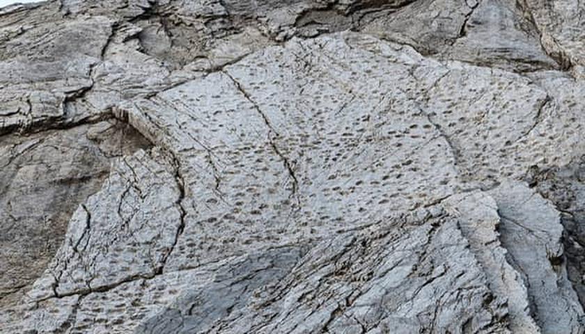 دەرکەوتنی شوێنپێی دایناسۆرەکان لە شوێنی ئۆڵۆمپیادی زستانەدا