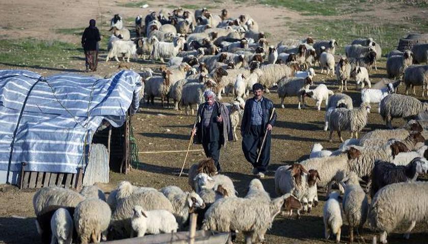 هشدار فرماندار قصرشیرین: تداوم خشکسالی و افزایش هزینه‌ها، معیشت عشایر مرزنشین را تهدید می‌کند