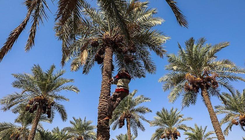 ٦ ملیار وەبەرهێنان بۆ خورمای قەسر شیرین؛ هەنگاوێکی نوێ هەناردەکردن بۆ عێراق