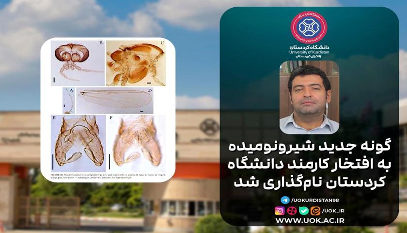 افتخاری دیگر برای دانشگاە کردستان؛ گونه جدید شيرونوميده به افتخار کارمند دانشگاه کردستان نام‌گذاری شد