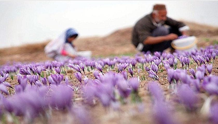 توسعه ۵۰۰ هکتاری کشت زعفران در کرمانشاه؛ استاندار بر تقویت صادرات تأکید کرد