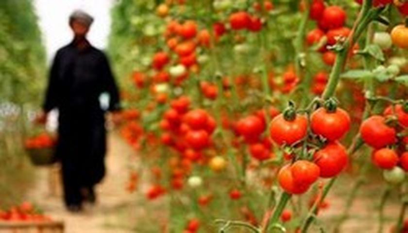 تولیدات کشاورزی کرمانشاه تا سه سال آینده به ۶.۱ میلیون تن می‌رسد