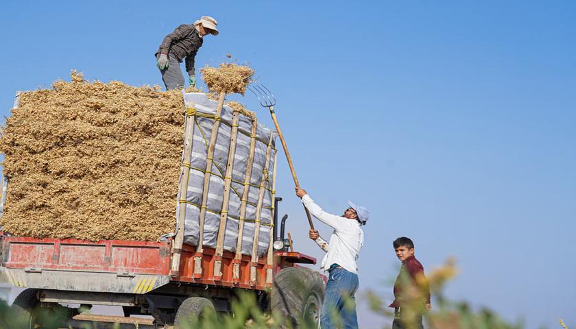 ڕێگای هەناردەکردنی نۆک بۆ عێراق کرایەوە؛ قەدەغەکردنی یەک ساڵە کۆتایی دێت