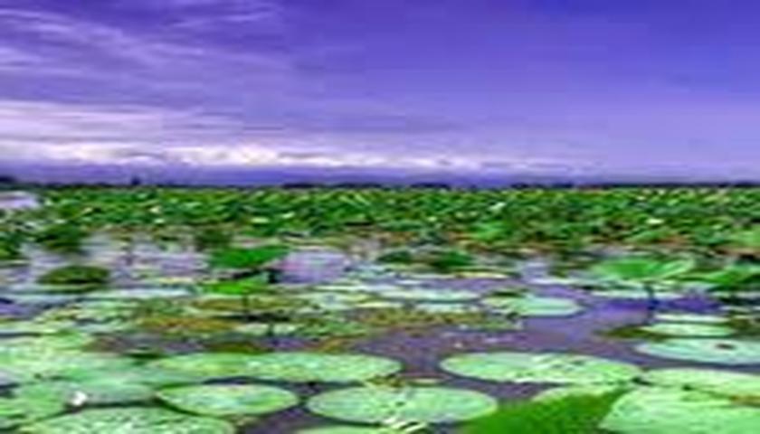  تاڵاوی هه‌شیلان: نگینێکی سەوز لە دڵی کرماشاندا