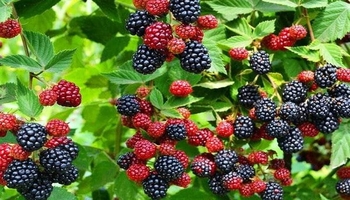 توودڕک: پاشای میوەکان بۆ جەستەیەکی تەندرووست و مێشکێکی بەهێز!