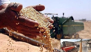 خرید تضمینی گندم از کشاورزان کردستانی به ۷۵۲ هزار و ۲۴۷ تن رسید