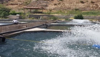 به مناسبت هفته دولت؛ سه طرح شیلاتی در استان کرمانشاه افتتاح می شود