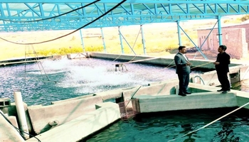 تولید ۸ هزار تنی ماهیان سردابی در نیمه نخست سال در کرمانشاه