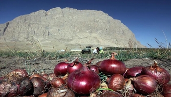 پیاز هرسین راهی عراق و پاکستان شد؛ تولید از ۱۱ هزار تن گذشت