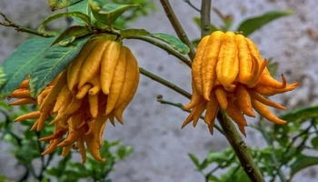 سەیرترین میوەکانی جیهان
