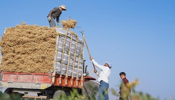ڕێگای هەناردەکردنی نۆک بۆ عێراق کرایەوە؛ قەدەغەکردنی یەک ساڵە کۆتایی دێت