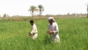 بەسرە، شوێنی نوێی کشتوکاڵی کرماشان بۆ چاندنی سنووربەزێن