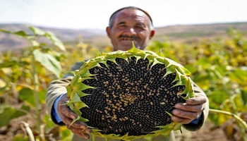 تخمه سنقر در دوراهی بقا؛ از کاهش کشت تا رویای صادرات